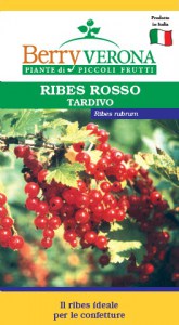 ribes rosso tardivo Roland4